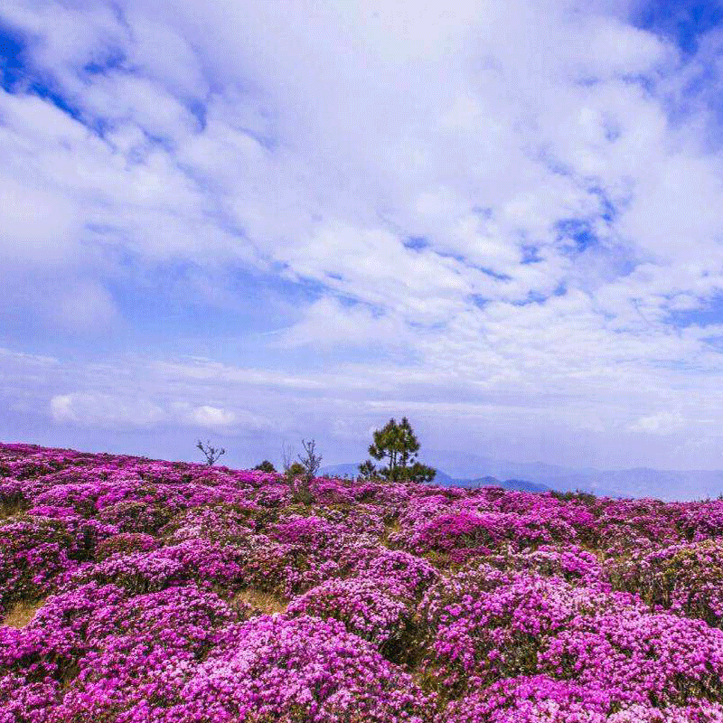昆明禄劝马鹿塘杜鹃花景区禄丰罗茨温泉2天1晚跟团游云南旅游纯玩