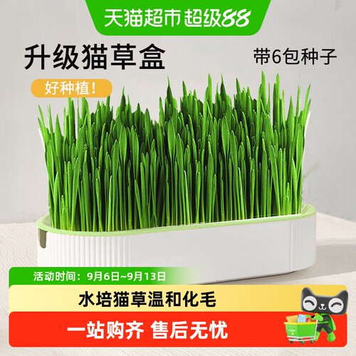 疯狂的主人懒人无土四季猫草盆栽