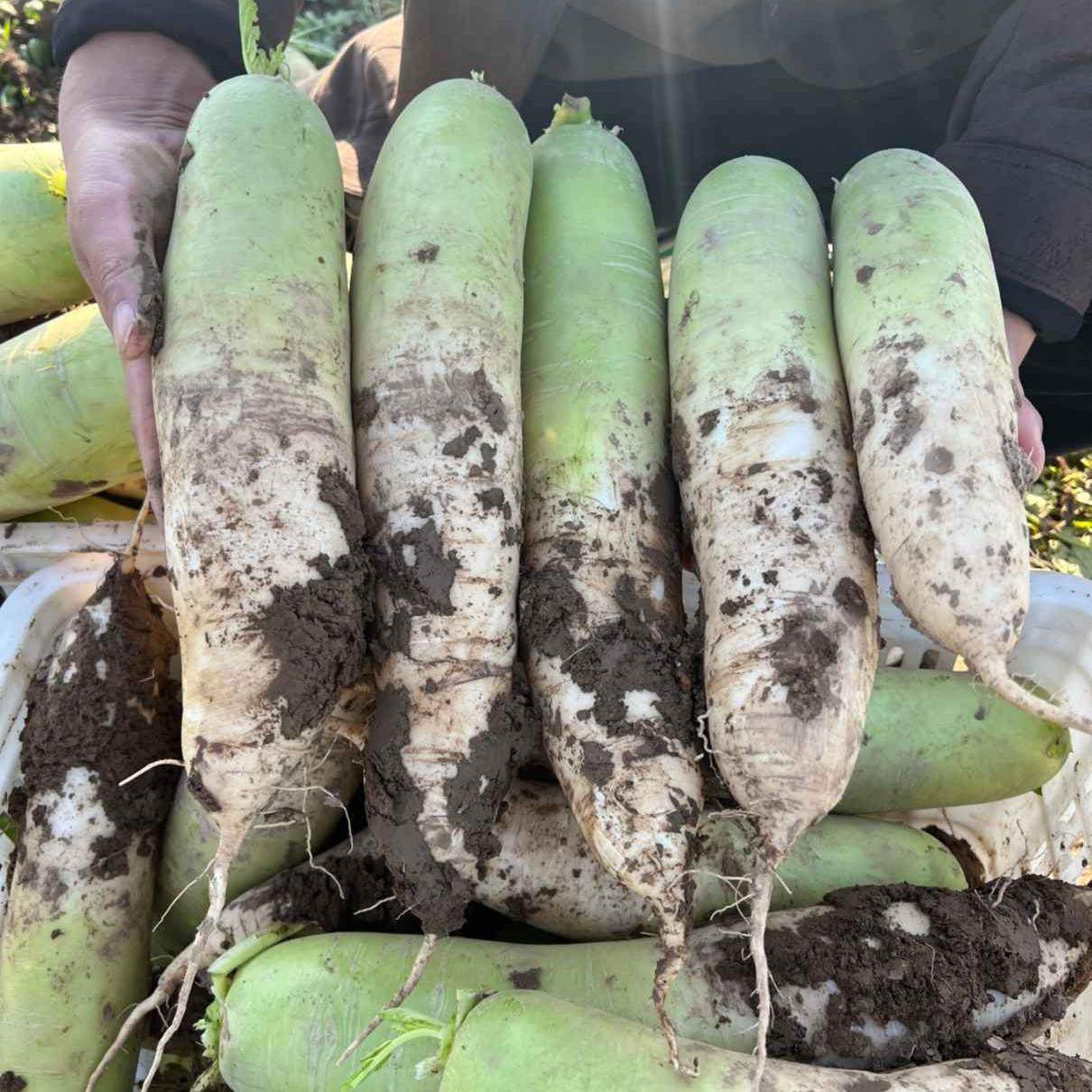 火锅配菜白萝卜新鲜生吃甜脆蔬菜当季水果萝卜泡菜大萝卜,水产肉类/新鲜蔬果/熟食,萝卜/胡萝卜,淘宝优惠券,粉丝福利购,淘宝优惠卷