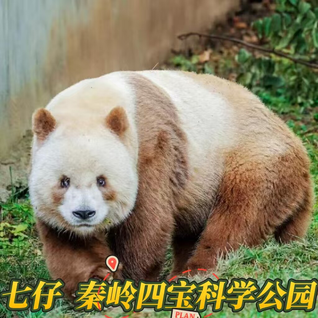 秦岭四宝科学公园 一日游 熊猫基地 【七仔专线】 9点出发纯玩