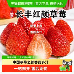 安徽长丰草莓红颜草莓九九牛奶草莓现摘当季新鲜水果整箱