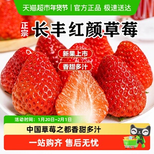 安徽长丰草莓红颜草莓九九牛奶草莓现摘当季新鲜水果整箱
