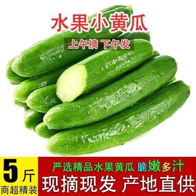 精品新鲜水果黄瓜农家自种新鲜现摘根根精选口感脆嫩美味整箱现发