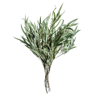 天然小米叶干花北欧简约桉树叶真花花束搭配插花装饰尤加利叶细叶