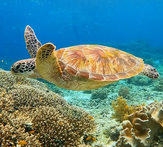 冲绳庆良间浮潜体验·可升级潜水套餐