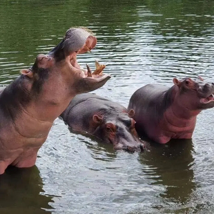 曼谷野生动物园 泰国曼谷动物园safari 野生动物园 自助午餐 world门票 海洋公园