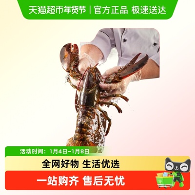 烁奢鲜进口鲜活波士顿龙虾