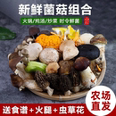云南野生菌火锅新鲜杂菌组合牛肝菌青头菌蘑菇炖汤见手青鸡枞松茸