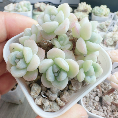 7头超白体冰玉A20