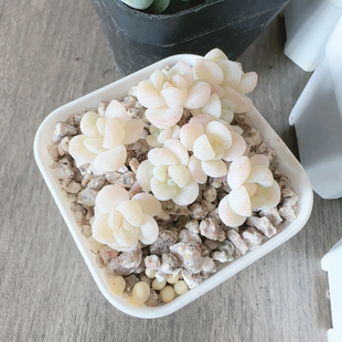 9头超白体冰玉A16