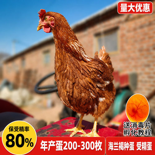 海兰褐鸡种蛋受精蛋可孵化产蛋王土鸡草鸡种蛋保80%受精率可孵化