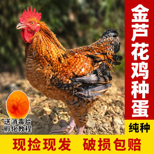 金芦花鸡纯种受精可孵化种蛋