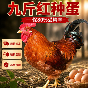 纯种九斤红玉鸡种蛋受精蛋可孵化公母鸡红玉380土鸡K9孵化黄脚鸡