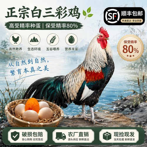 贵州云南土鸡保受精率孵化种蛋