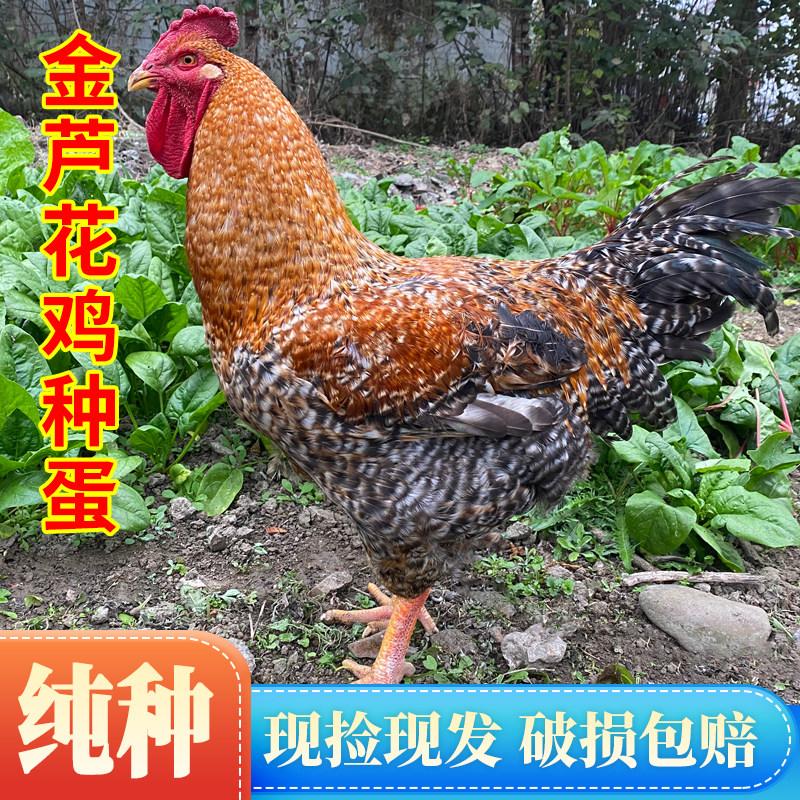 快大型金芦花鸡种蛋受精蛋可孵化小鸡纯土鸡种蛋芦花鸡孵小鸡种蛋,畜牧/养殖物资,鸡苗/种鸡/种蛋/受精蛋,淘宝优惠券,粉丝福利购,淘宝优惠卷