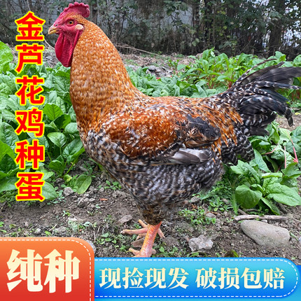 【保受精率80%】金芦花鸡种蛋受精蛋可孵化小鸡快大型孵小鸡种蛋
