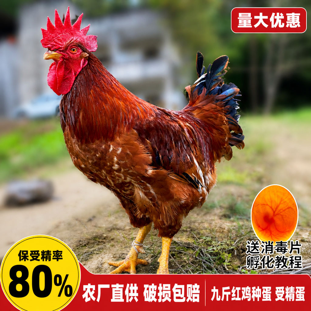 纯种九斤红玉鸡种蛋受精蛋可孵化公母鸡红玉380土鸡K9孵化黄脚鸡