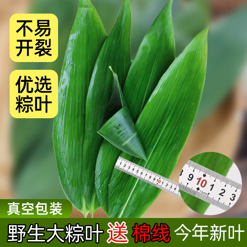 粽叶新鲜粽子叶大号挑选包粽子专用的叶子端午鲜叶家用商用