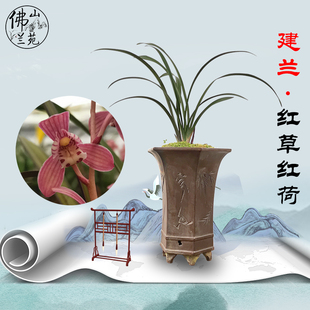 建兰四季兰红荷红草 荷瓣红花阳台草办公室盆栽--金荷富山