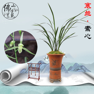 寒兰素心虎山素阔叶寒兰中的细叶兰阳台草农场直销兰花