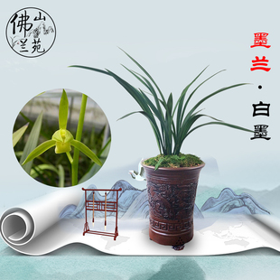 兰花企剑白墨 报岁兰鲜花速递 室内客厅花卉绿色植物盆栽