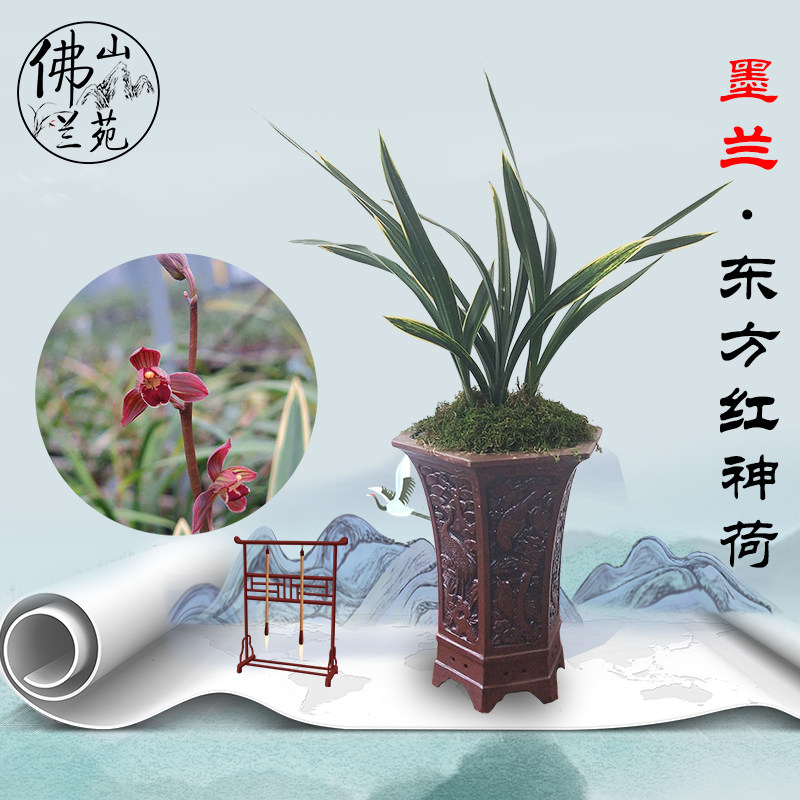 东方红荷瓣春节开花金边线艺墨兰
