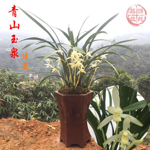 建兰四季兰花--青山玉泉