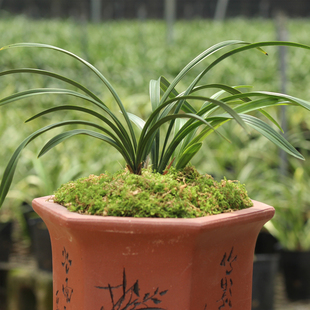 兰花 春兰老种荷瓣---大富贵 室内盆景植物盆栽花卉！富山！金荷