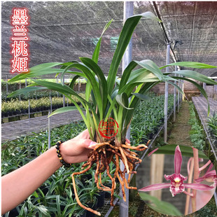 兰花墨兰桃姬鲜明艺红花桃姬农场直销好养易活盆栽花卉带浓香花