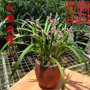兰花红猫蕊蝶 兰花苗 建兰 四季兰 盆栽 香 植物办公室客厅
