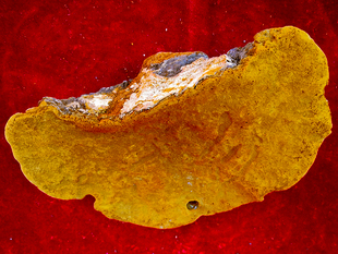 原始森林 森林黄金 稀缺单株350克 古桑树桑黄 西藏野生桑树桑黄