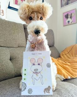 纯种刚毛猎狐梗幼犬不掉毛不爱叫聪明网红狗狗公母