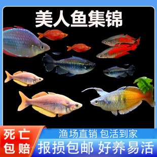 电光美人鱼石美人刚果美人蓝美人电光球热带观赏鱼闯缸热带鱼活体