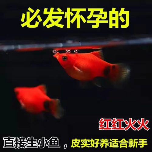 米奇鱼月光鱼胎生好养淡水热带