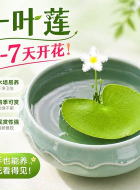 一叶莲水培植物花苞碗莲水生睡莲金银莲四季荷花鱼缸懒人桌面造景