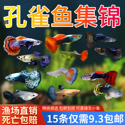 孔雀鱼孕母纯种活鱼观赏鱼