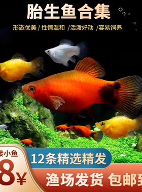 胎生玛丽球热带淡水新手易养