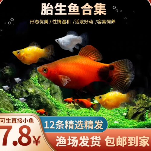 胎生玛丽球热带淡水新手易养