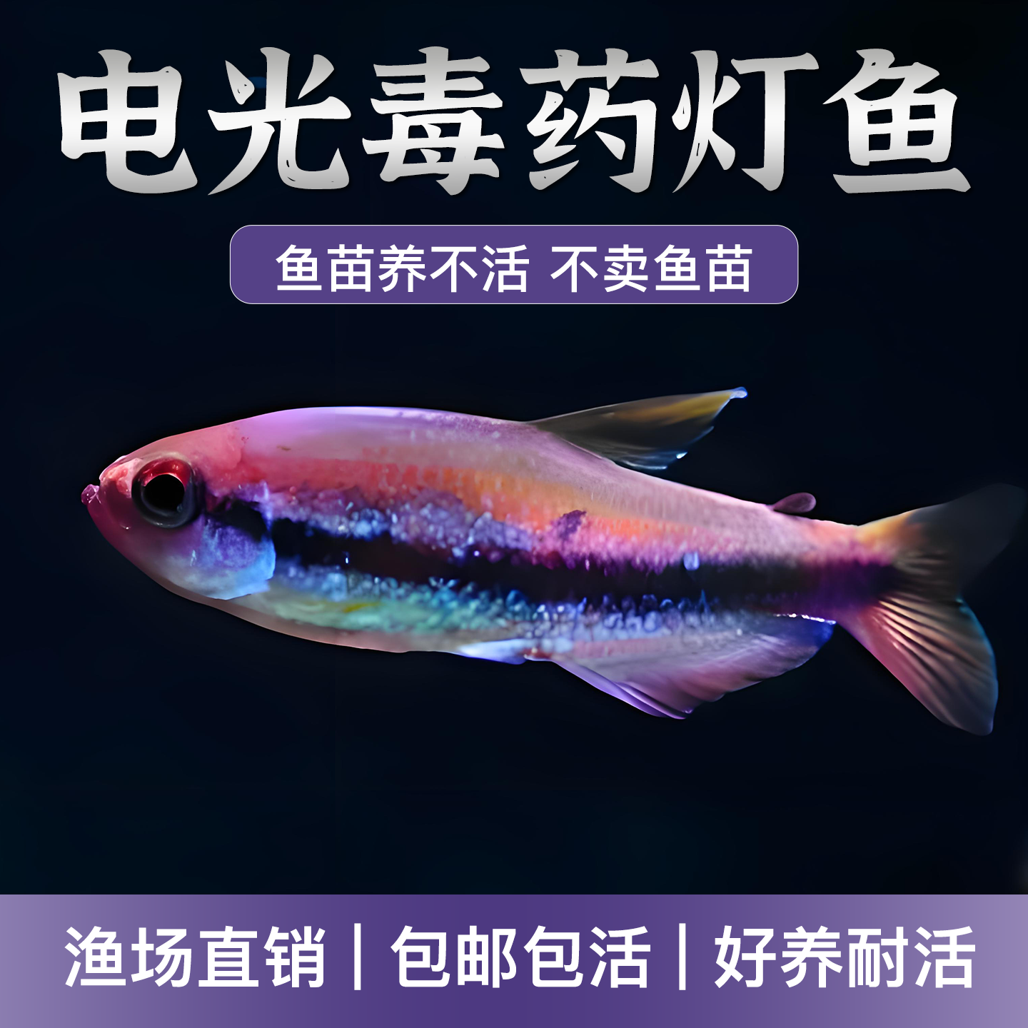 电光毒药灯鱼小型南美稀有高端鱼草缸群游好养灯科鱼活体观赏鱼
