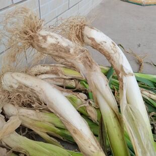 山西岚县大葱土大葱农家种植无化肥无雾霾北方冬储干大葱葱味浓