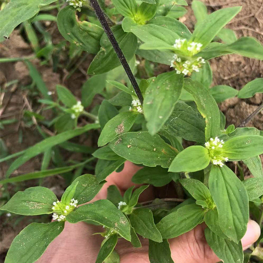新晒新鲜干品耳草 中草药较剪草 鲫鱼胆草 行路蜈蚣 节节花中药材