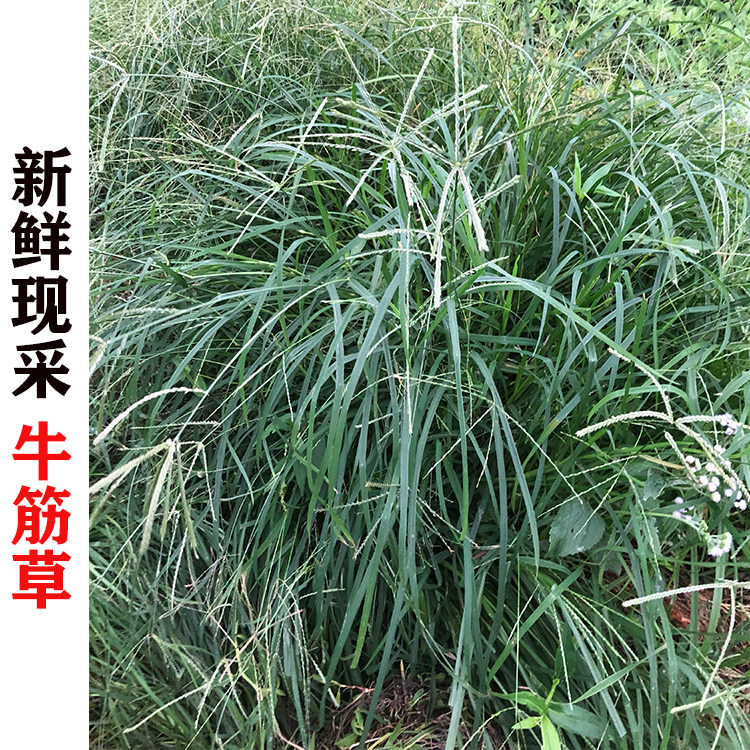 笔仔草的功效,笔仔草图与效,笔仔草的效与作用(第11页)_大山谷图库