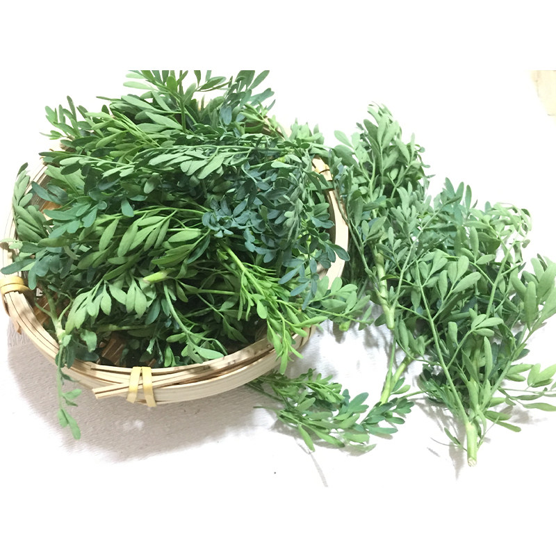 新晒新鲜 芸香草 臭草1份 500克包邮 臭艾草香草嫩枝叶 中草药