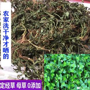 新晒干品中药材 母草  四方草 四方拳草 铺地莲 定经草 中草药