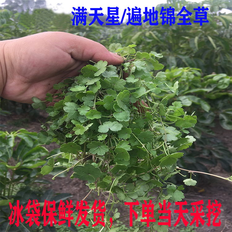 新鲜遍地锦 天胡荽 满天星 钱币草 细叶钱凿菜中草药1斤包邮
