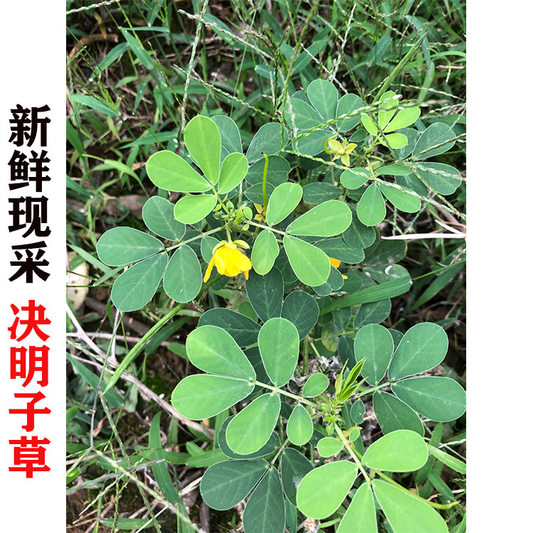 新鲜现采 决明子 马蹄决明草 羊触定 假羊角菜 鲜中草药500克包邮