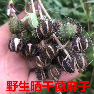 新晒中草药新鲜 蓖麻子蓖麻籽带壳自晒蓖麻仁 蓖麻种子中药材