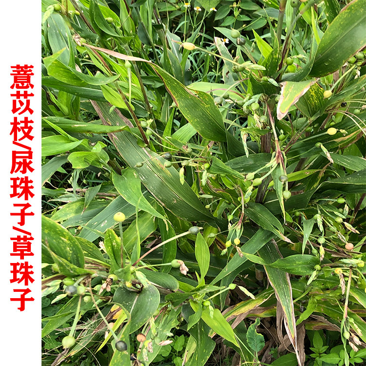 薏苡枝 尿珠子 薏米 草珠子 尿珠子中草药枝叶新鲜现采 中药材