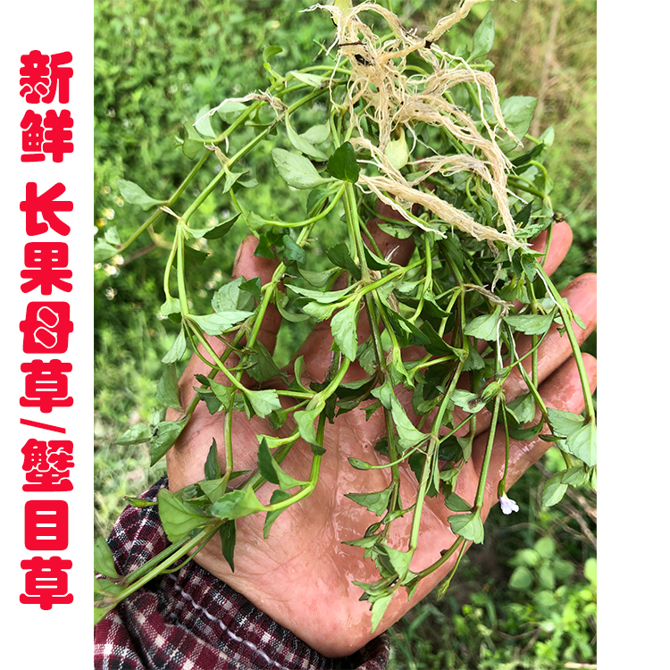 新鲜现采 定经草蟹目草四方草田蟹目小号蛇针草长蒴母草 长果母草