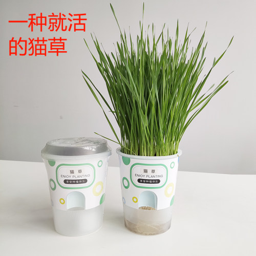 薄荷种子种植价格 薄荷种子种植图片 星期三